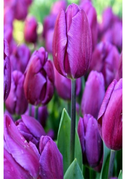 2 Adet Hollanda Lale Soğanı Mor