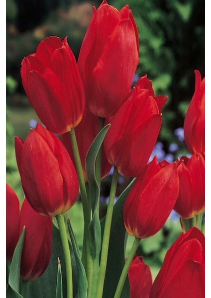 1 Adet Hollanda Lale Soğanı Kırmızı