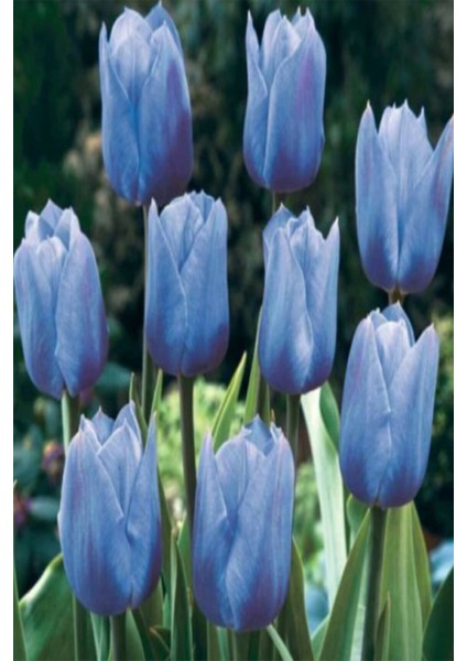 2 Adet Hollanda Lale Soğanı Mavi