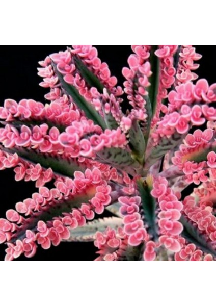 Pembe Aşkın Gözyaşı Sukulent Kaktüs