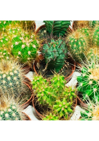 Kaktüs Seti 5 Adet Karısık Kaktüs