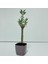 Mor Lüx Saksıda Minyatür Bonsai Zeytin Fidanı 1