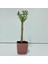 Pembe Lüx Saksıda Minyatür Bonsai Zeytin Fidanı 1