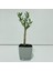 Gri Lüx Saksıda Minyatür Bonsai Zeytin Fidanı 1
