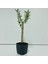 Siyah Lüx Saksıda Minyatür Bonsai Zeytin Fidanı 1