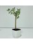 Beyaz Lüx Saksıda Minyatür Bonsai Zeytin Fidanı 1