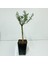 Siyah 14X20 Cm'lik Saksıda Minyatür Bonsai Zeytin Fidanı 1