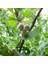 Tüplü Mabet Ağacı Ginkgo Biloba Fidanı (5-15 Cm) 1