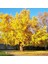 Tüplü Mabet Ağacı Ginkgo Biloba Fidanı (5-15 Cm) 2