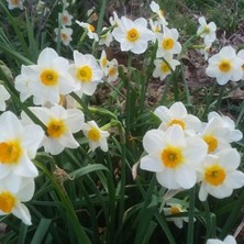 MutluPaket Beautiful Eye's Kokulu Nergis Soğanı (3 Adet)