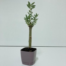 MutluPaket Mor Lüx Saksıda Bonsaiye Uygun Hediyelik Zeytin Fidanı