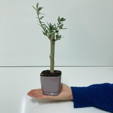 MutluPaket Mor Lüx Saksıda Bonsaiye Uygun Hediyelik Zeytin Fidanı