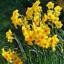 MutluPaket Cornissh Dawn Kokulu Nergis Soğanı (3 Adet)