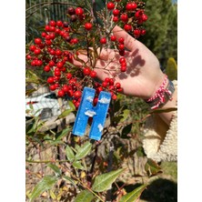 Venüs Takı ve Aksesuar Bulut Desenli Altın Kalp Başlıklı Tasarım H Harfi Anahtarlık