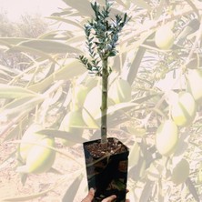 Bonsai Serisi Özel Üretim Siyah Saksıda Hediyelik Zeytin Fidanı Ücretsiz Kargo Ile