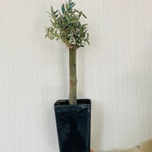 Bonsai Serisi Özel Üretim Siyah Saksıda Hediyelik Zeytin Fidanı Ücretsiz Kargo Ile