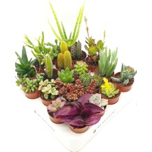 My Succulent 20 Farklı Çeşit Sukulent ve Kaktüs Karışık Mix, Set Bitki, Cactus succulent 20'li