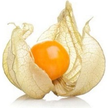 Anamur Naturel Tüplü Yer Kirazı (Physalis) Altın Çilek Fidanı (20-40 Cm)