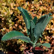 Asteratya Aşkın Gözyaşı Çiçeği Mini (Kalanchoe Daigremontiana)