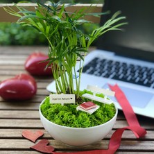 Paspasın Bahçeleri Kişiye Özel Tasarım Beyaz Chamaedorea Elegans Serisi  Annem Için