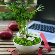 Paspasın Bahçeleri Kişiye Özel Tasarım Beyaz Chamaedorea Elegans Serisi  Diş Hekimleri Için