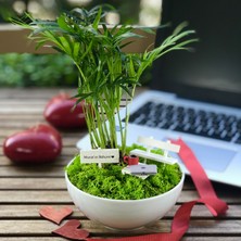 Paspasın Bahçeleri Kişiye Özel Tasarım Beyaz Chamaedorea Elegans Serisi  Yeni Ofis ve Terfi Için