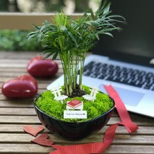 Paspasın Bahçeleri Kişiye Özel Tasarım Siyah Chamaedorea Elegans Serisi  Annem Için