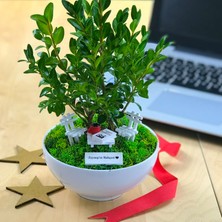 Paspasın Bahçeleri Kişiye Özel Cute Serisi Buxus Bonsai  Bankacılar Için