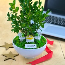 Paspasın Bahçeleri Kişiye Özel Cute Serisi Buxus Bonsai  Happy Birthday 2