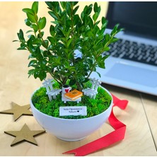 Paspasın Bahçeleri Kişiye Özel Cute Serisi Buxus Bonsai  Hayat Bilgisi Öğretmenim Için