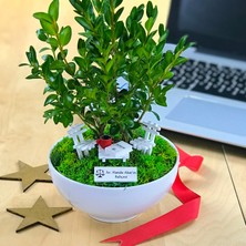 Paspasın Bahçeleri Kişiye Özel Cute Serisi Buxus Bonsai  Avukatlar Için 1