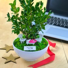 Paspasın Bahçeleri Kişiye Özel Cute Serisi Buxus Bonsai  Hello Princess