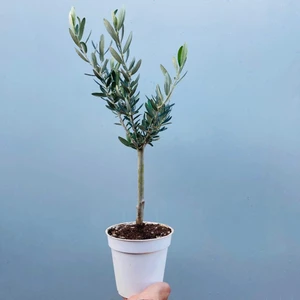 Reyon Ermenek Ofis Için Uygun Beyaz Renk Orta Boy Saksıda Bonsai Zeytin Fidanı