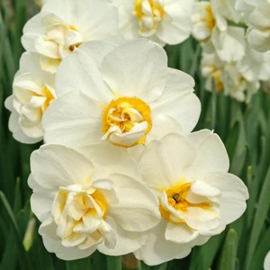 White Cheerfulness Katmerli Nergis Soğanı (3 Adet)