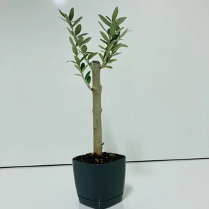 Siyah Lüx Saksıda Bonsaiye Uygun Hediyelik Zeytin Fidanı