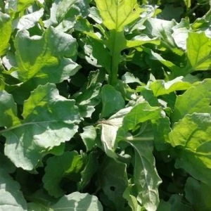 Portakal Çiçeği Roka Tohumu (6 Gr)