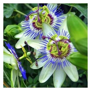 Köy Tohumları 20 Adet Tohum Passiflora Çiçeği Tohumu Çarkıfelek Çiçek Tohumu   Tohumlu