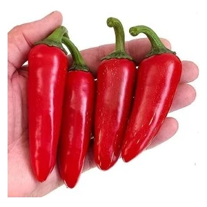 Köy Tohumları 100 Adet Tohum Acı Meksika Biberi Tohumu Jalapeno Piberi Çok Acı