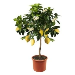 Köy Tohumları 10 Adet Tohum Bodur Bonsai Limon Ağacı Tohumu Italyan Limon Seti Saksı Toprak