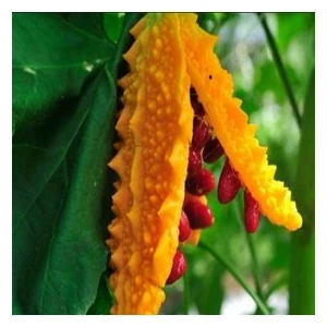 Köy Tohumları 20 Adet Tohum Eko Paket Kudret Narı Tohumu Cennet Meyvesi Tohumu