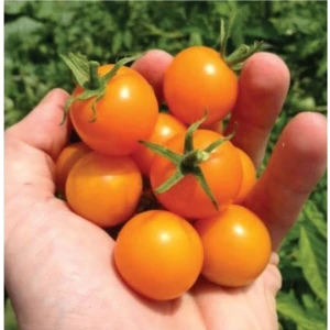 Köy Tohumları 20 Adet Tohum Tropikal Nadir Turunccu Çeri Cherry Domates Tohumu Saksı Toprak