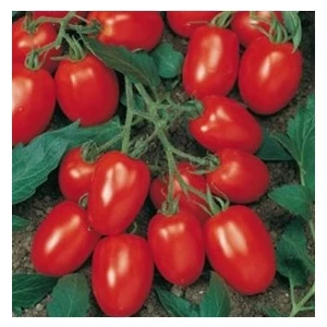 Köy Tohumları 50 Adet Tohum Cherry Çeri Domates Tohumu Saksılık Saksı Toprak