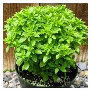 Köy Tohumları 30 Adet Tohum Reyhan Çiçeği Tohumu Top Reyhan Çiçeği Fesleğen Saksı Toprak