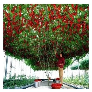 Köy Tohumları 20 Adet Tohum Italyan Domates Ağacı Tohum Nadir Domates Ağacı Tohum Saksı Toprak