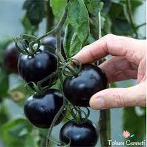 Köy Tohumları 25 Adet Tohum Nadir Black  Çeri Cherry Siyah Domates