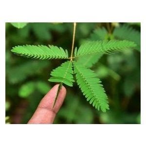 Köy Tohumları 20 Adet Tohum Nadir Küstüm Çiçeği Tohumu Saksı Toprak