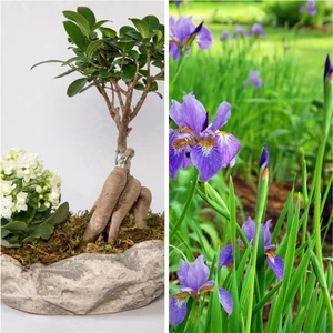 Doğa Çiçekçilik Taş Saksıda Bonsai Ve Kalanchoe Kalanşo + 5 Alman Zambağı Soğanı