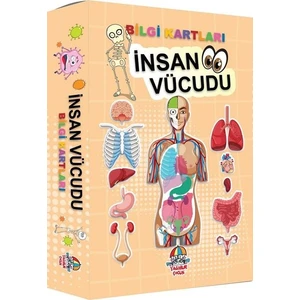İnsan Vücudu - Bilgi Kartları