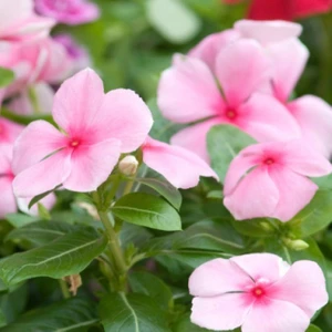 Anamur Naturel Soft Pink Vinca Rosea Rozet Çiçeği Tohumu (20 Tohum)