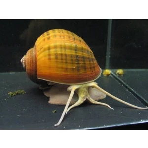 Elma Snail 3'lü Moss